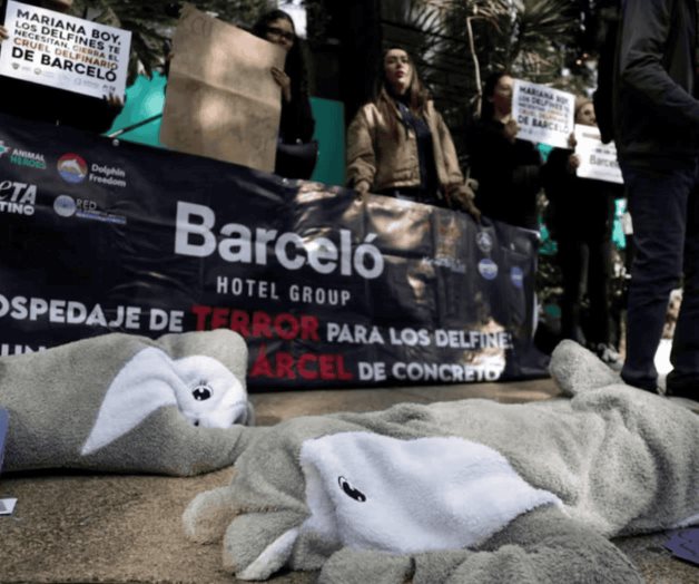 Profepa denuncia negligencias en delfinario del Hotel Barceló Profepa denuncia negligencias en delfinario del Hotel Barceló