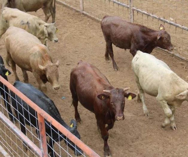 Cae exportación de ganado tamaulipeco