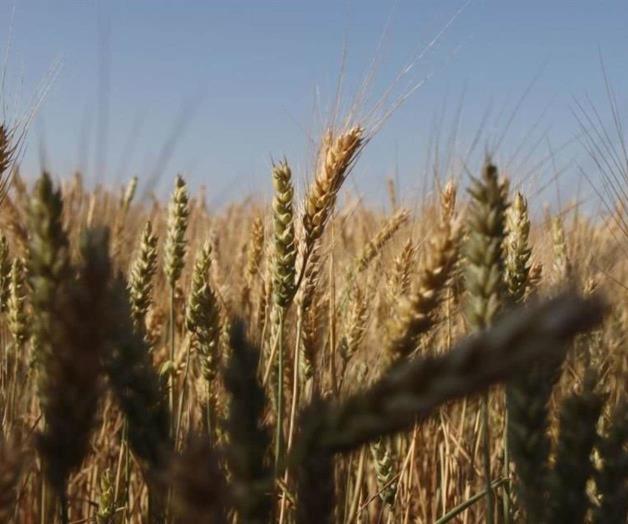 Crecimiento de México en exportaciones agrícolas a Estados Unidos Crecimiento de México en exportaciones agrícolas a Estados Unidos