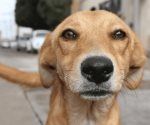 Maltrato animal, conducta más denunciada ante la PAOT