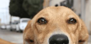 Maltrato animal, conducta más denunciada ante la PAOT