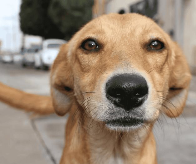 Maltrato animal, conducta más denunciada ante la PAOT Maltrato animal, conducta más denunciada ante la PAOT