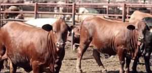 Exigen ganaderos cerrar frontera sur por gusano barrenador