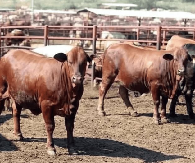 Exigen ganaderos cerrar frontera sur por gusano barrenador Exigen ganaderos cerrar frontera sur por gusano barrenador