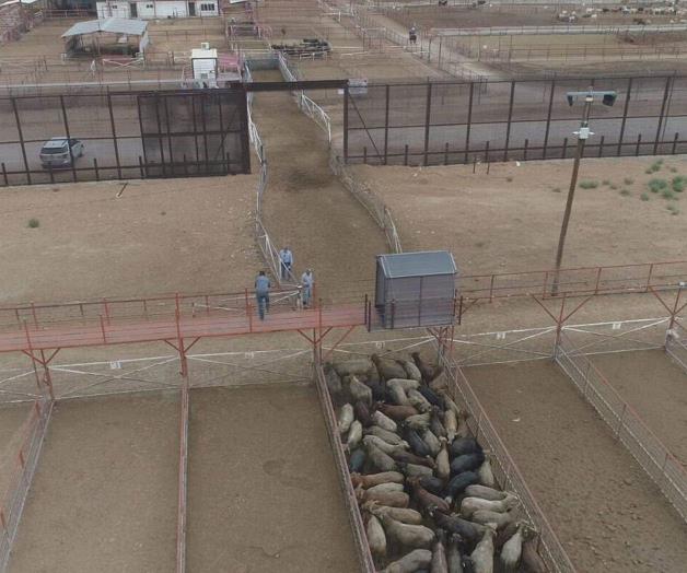 Cierre de Frontera y sus Implicaciones en el Sector Ganadero