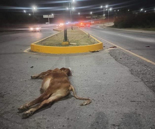 Auto arrolla  a un becerro  y muere