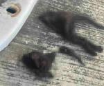 Mutilan a gatos