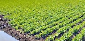 Impacto de la violencia en Sinaloa en la agricultura