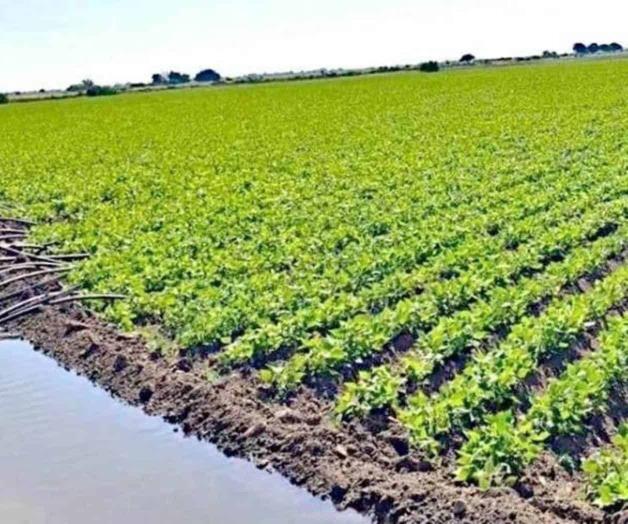 Impacto de la violencia en Sinaloa en la agricultura Impacto de la violencia en Sinaloa en la agricultura