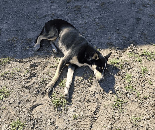 Recomiendan cuidado de mascotas por calor Recomiendan cuidado de mascotas por calor