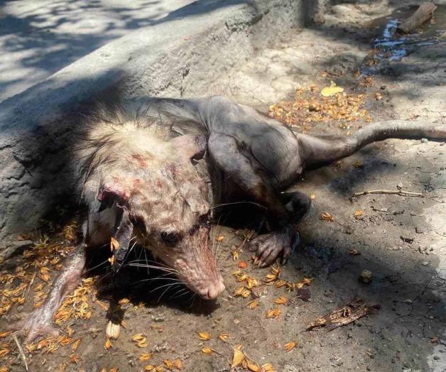 Rescata PC marsupial agredido