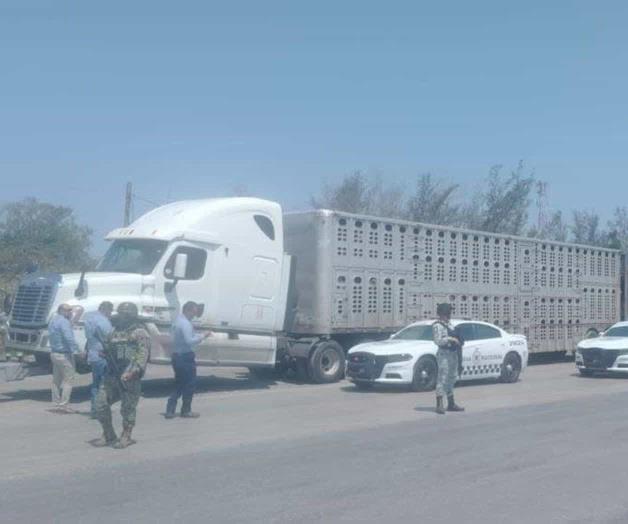 Aseguran un tráiler con ganado robado