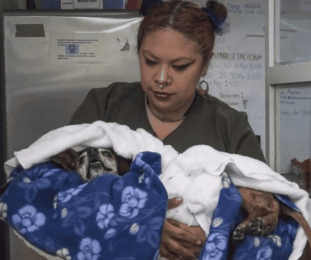 Detectan caso de gusano barrenador en Mérida; se presentó en un perro