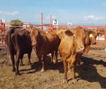 Peligra exportación de más de 50 mil cabezas de ganado