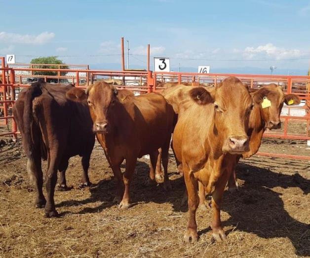 Peligra exportación de más de 50 mil cabezas de ganado Peligra exportación de más de 50 mil cabezas de ganado