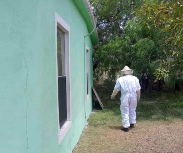 Disminuyen reportes de ataques de abejas Disminuyen reportes de ataques de abejas