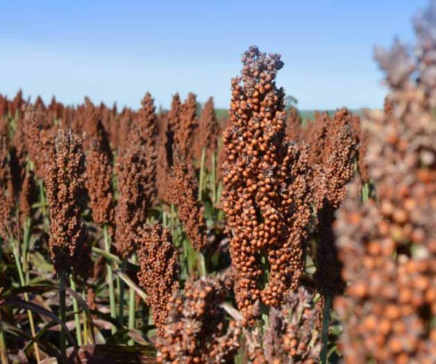 Reducen cultivos en campo tamaulipeco Reducen cultivos en campo tamaulipeco