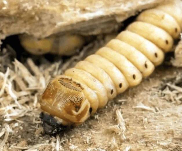 Infecta gusano barrenador a perros en M&eacute;xico