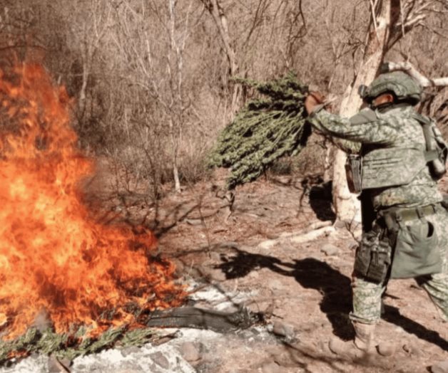 Destruyen secadero de marihuana en Sinaloa Destruyen secadero de marihuana en Sinaloa