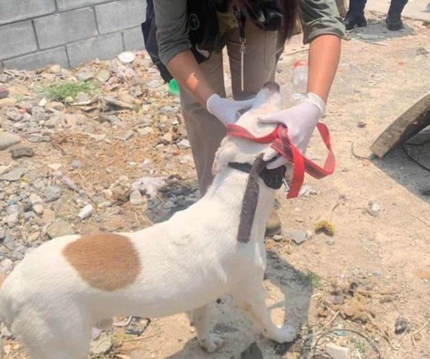Hombre detenido por maltrato animal a perro en Ju&aacute;rez, NL