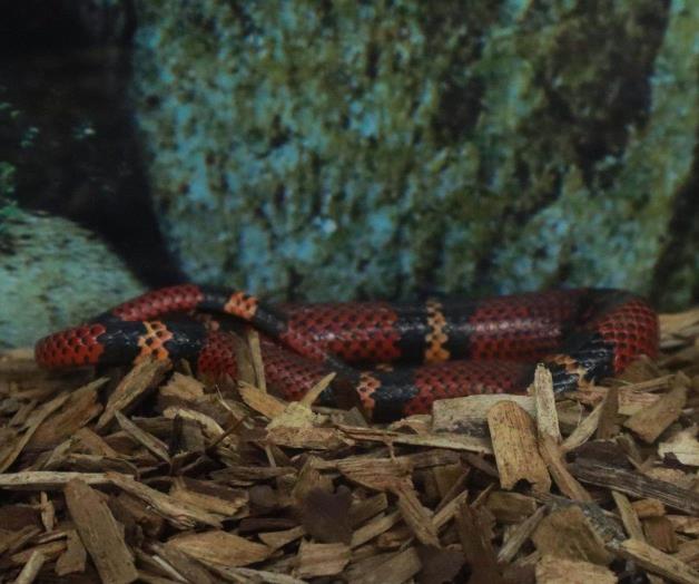 Serpientes se refugian en viviendas por calor