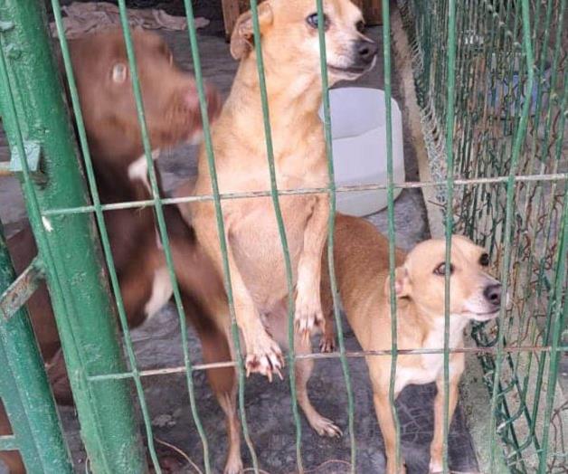 Piden cuidar mascotas de gusano barrenador en Reynosa