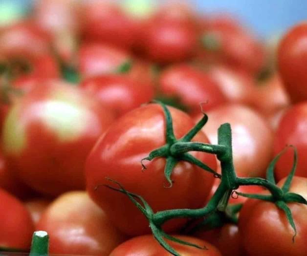 Impacto de los aranceles al tomate en la economía mexicana Impacto de los aranceles al tomate en la economía mexicana