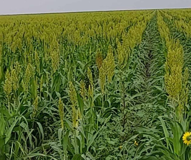 Demandan su intervenci&oacute;n para que EU pague $38 mil