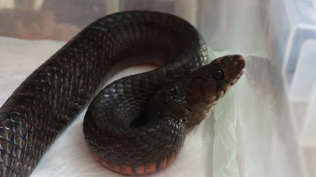 Serpientes se refugian en viviendas por calor