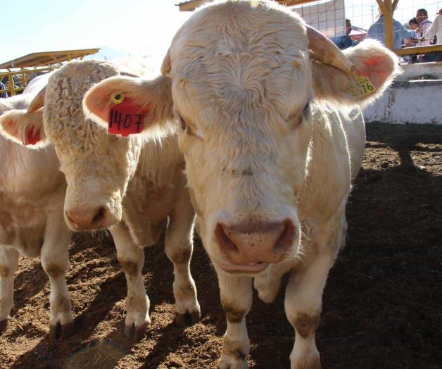 Cae 60% exportaci&oacute;n de becerros por gusano barrenador