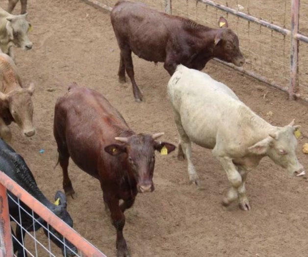 Tabasco ocupa segundo lugar en casos de gusano barrenador Tabasco ocupa segundo lugar en casos de gusano barrenador