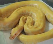 QUE HACER SI ENCUENTRAS UNA SERPIENTE EN TU CASA