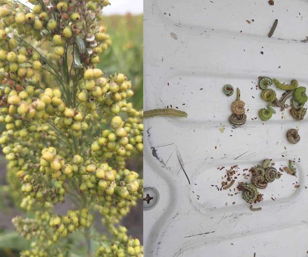 Azotan plagas al ma&iacute;z y sorgo