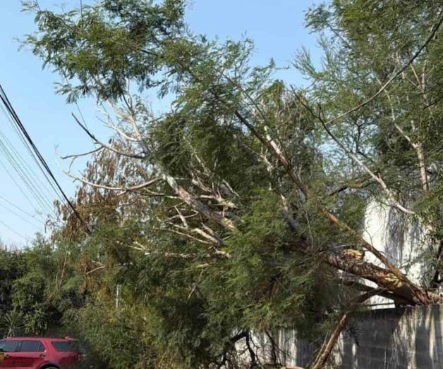 Temen caída de árbol provoque una tragedia en Fraccionamiento Moderno de Reynosa Temen caída de árbol provoque una tragedia en Fraccionamiento Moderno de Reynosa