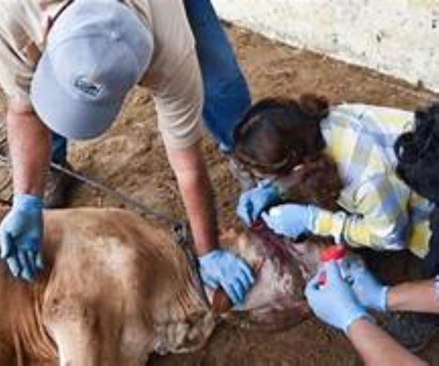 Productores de norte de Tamaulipas exigen atenci&oacute;n a gusano barrenador