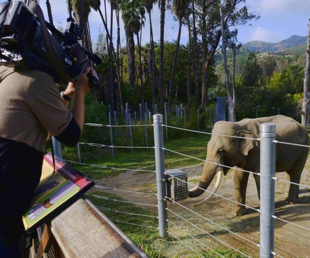 Elefantes ancianos son enviados a otro zoo