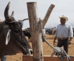 Cambio climático favoreció regreso de gusano barrenador del ganado