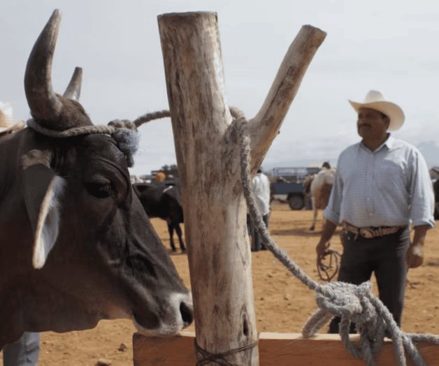 Cambio climático favoreció regreso de gusano barrenador del ganado Cambio climático favoreció regreso de gusano barrenador del ganado