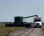 Trillas de sorgo, ´a todo babor´