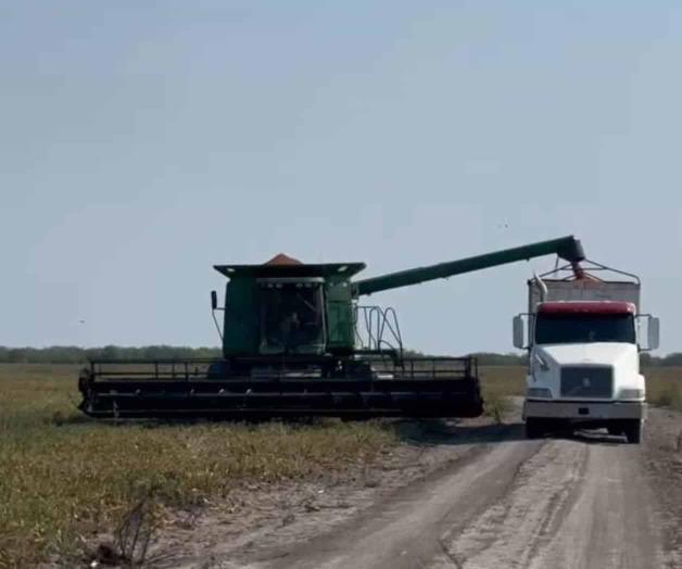 Trillas de sorgo, ‘a todo babor’