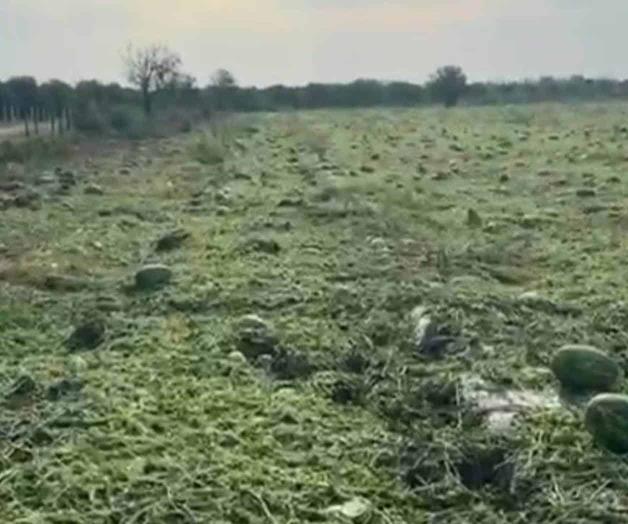 Dañan lluvia y granizo sembradíos de Cadereyta Dañan lluvia y granizo sembradíos de Cadereyta