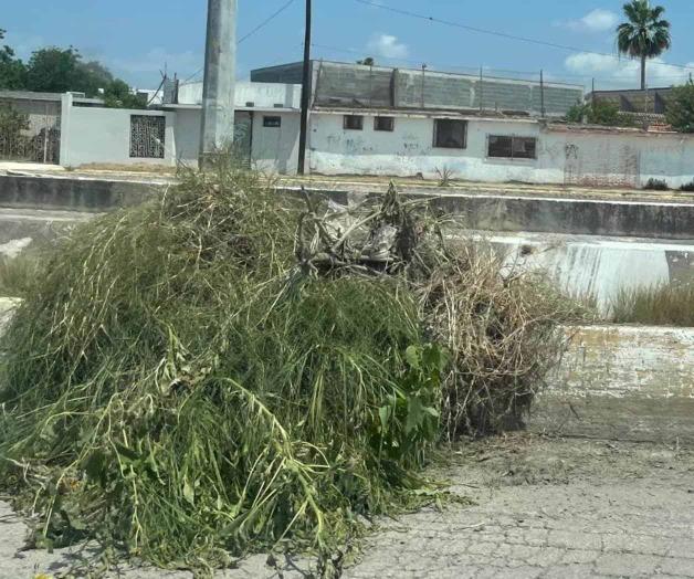 Olvidan recoger maleza del Dren de Las Mujeres