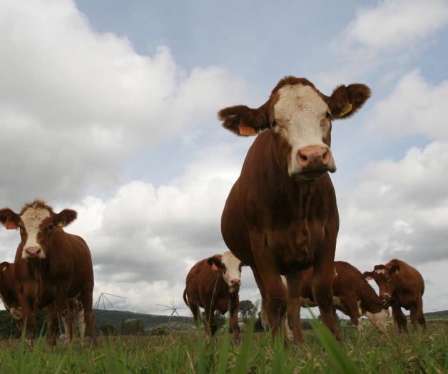 Enferma hombre por gusano barrenador en Chiapas Enferma hombre por gusano barrenador en Chiapas