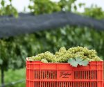 La vinícola mexicana Sala Vivé obtiene certificación sustentable