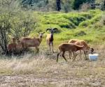 Celebran nacimiento de crías de borrego muflón