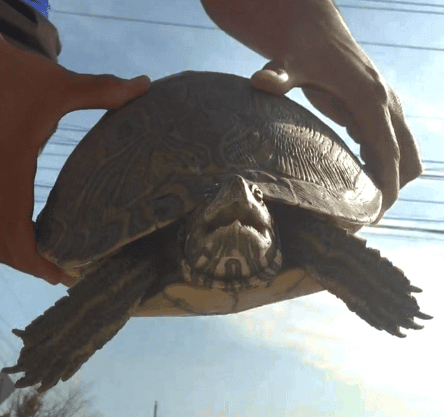 Invade maleza la calichera de Balcones en Reynosa
