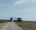 Malos rendimientos en cosecha de sorgo