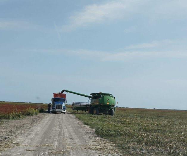 Malos rendimientos en cosecha de sorgo Malos rendimientos en cosecha de sorgo