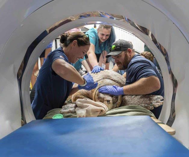 Escanean a una tortuga boba; ¡está embarazada!