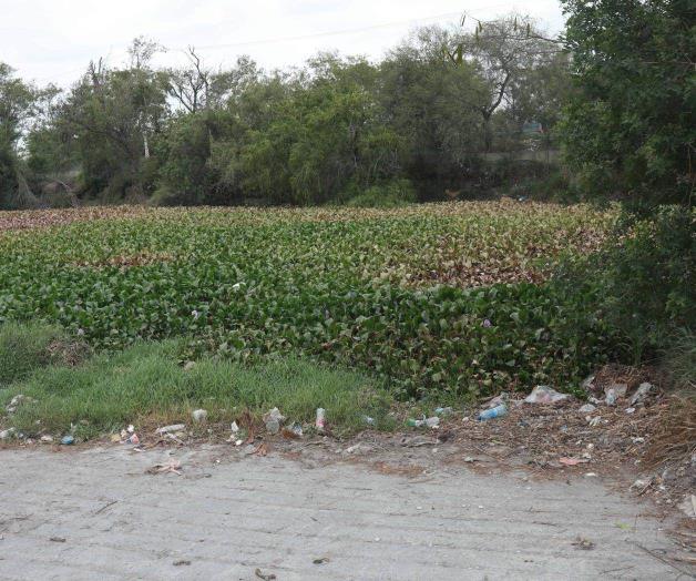 Invade maleza la calichera de Balcones en Reynosa